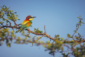Bee-eater color bird standing on a blooming tree branch