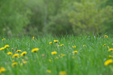 colorful flowers on a green blur background