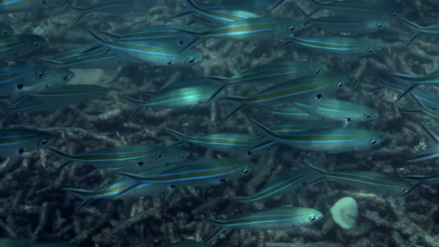 Underwater shot graceful movement of a school of blue striped fish in the Pacific Ocean. Concept of marine wildlife and underwater wonder.