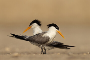 A pair of Lesser Crested Tern at tubli, Bahrain