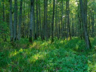 Obraz premium tree trunks in green summer forest with foliage