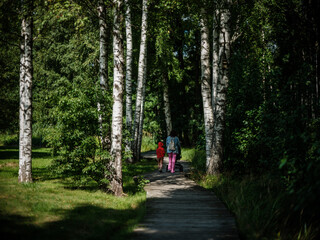 Fototapeta premium tree trunks in green summer forest with foliage
