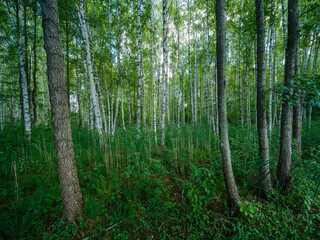 tree trunks in green summer forest with foliage