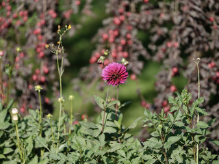 colorful flowers on a green blur background