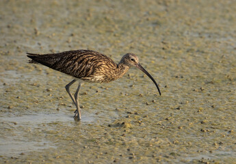 Eurasian curlew feeding at Arad coast, Bahrain