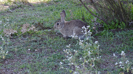 Naklejka na ściany i meble Wild rabbit resting in the field