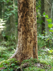 tree trunks in green summer forest with foliage