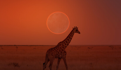 Amazing ring Solar eclipse over giraffe - Namibia, Africa
