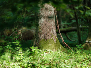 tree trunks in green summer forest with foliage