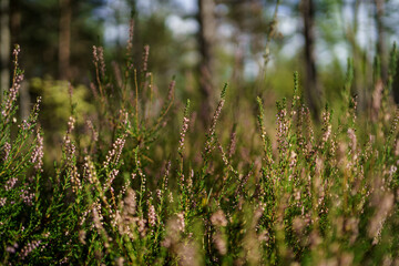 dark moodie autumn colored foliage abstracts in nature