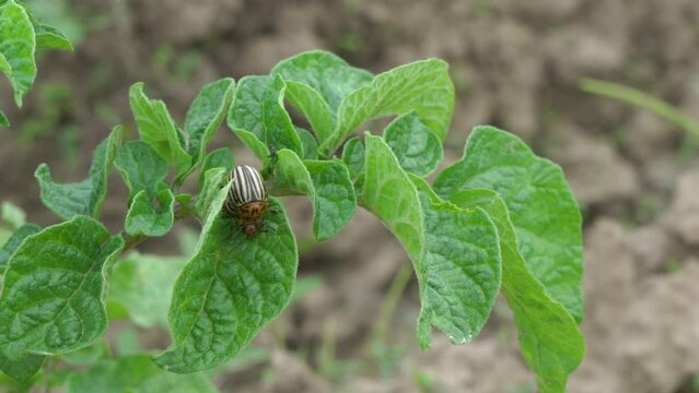 reproduction of the Colorado beetle,two beetles mate on young potato leaves