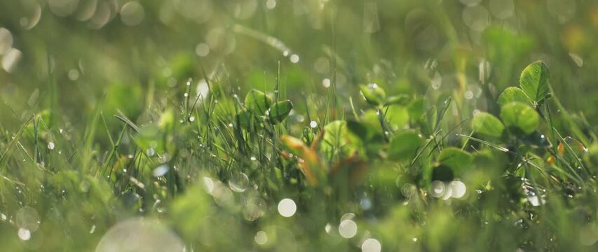 Close-up view of green grass lawn watering with fully automated sprinkler in slow-motion