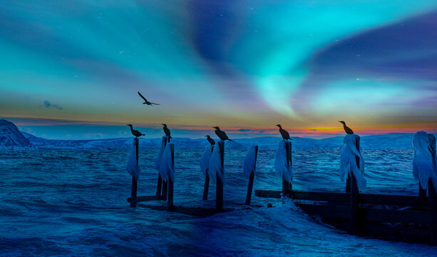 Cormorants perched on the wooden, frozen remains of an old, ruined pier above the blue sea with aurora borealis or northern lights  - Tromso, Norway