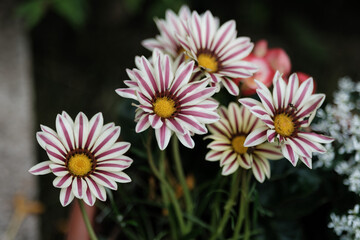 Obraz premium colorful flowers on a green blur background