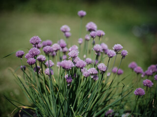 colorful flowers on a green blur background