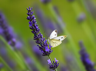 Macro of a white cabbage butterfly