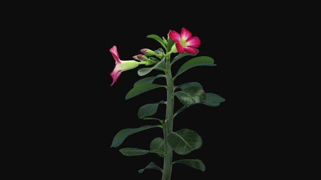 Time lapse of growing and opening Adenium flower (Desert rose, Impala lily, Sabi star, Bangkok kalachuchi, Japanese Frangipani) in RGB + ALPHA matte format isolated on black background