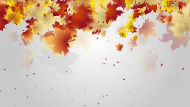 Frame of drawn autumn yellow and red maple leaves falling from top to bottom. Gray background with space for text. Copy space. Looped animation.