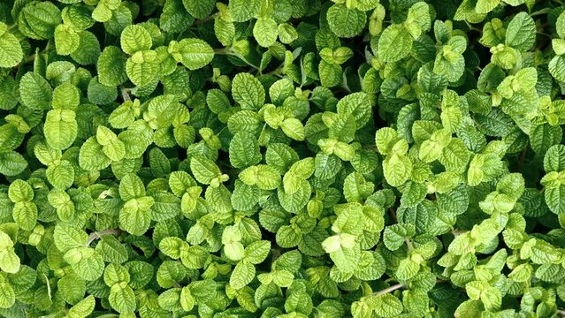 Vibrant green leaves in a tropical environment. Ideal for a botanical wallpaper or houseplant inspiration.