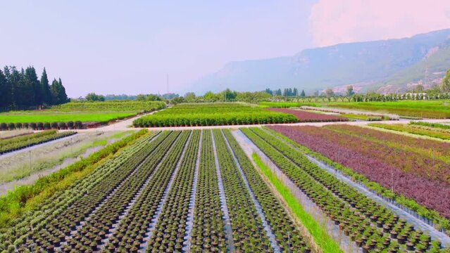 moving forward over flower field, beautiful colors amazing clear blue sky, mountain and valley background, spring in Turkey, Konya flower farms. Tulip flowers growing in field. Private flower business