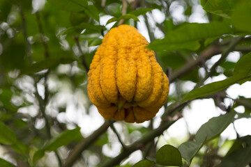 Vietnam Fruit Buddha Hand