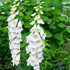 White foxglove flowers on a green background.