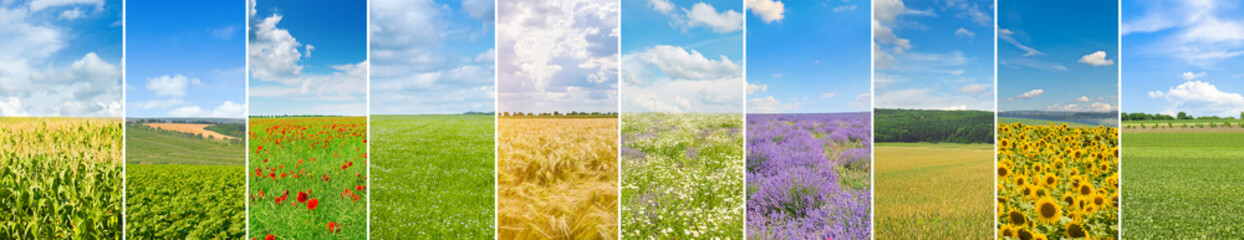 Panoramic view of green field and blue sky . Free space for text. Collage.