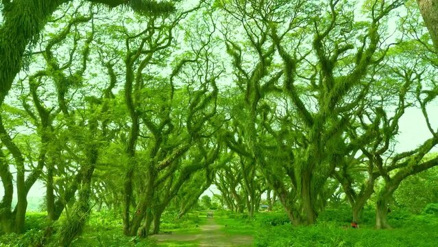 De Djawatan is a unique forest with huge towering Trembesi Monkey Pod trees at Banyuwangi, East Java, Indonesia. Aerial Drone view 4K.