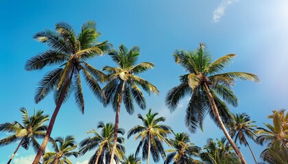 Fototapeta premium palm trees against blue sky