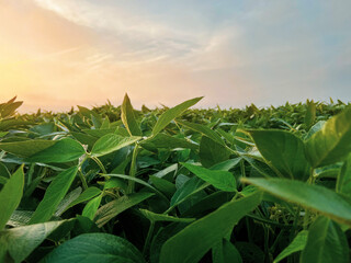 Green Soybean Agricultural Field at Dawn. Morning dew glistens upon the ripe leaves of the soybean...