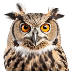 Obraz premium owl on a transparent background