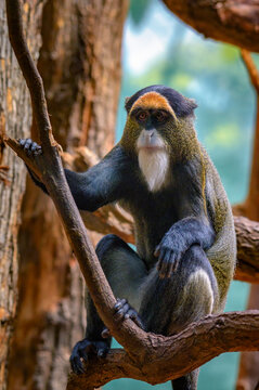 De Brazza's Monkey sitting on a tree. Its scientific name is Cercopithecus neglectus.