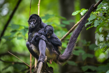 Geoffroy's Spider Monkey and its baby. This primate is also referred to as black-handed spider monkey or Ateles geoffroyi.