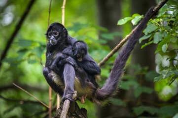 Geoffroy's Spider Monkey and its baby. This primate is also referred to as black-handed spider...