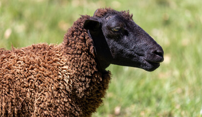 In the green field, a black sheep stands out, adding uniqueness to the serene landscape.	