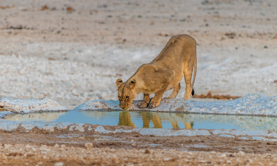 A view of a lioness looking at her reflection in a waterhole in the Etosha National Park in Namibia in the dry season