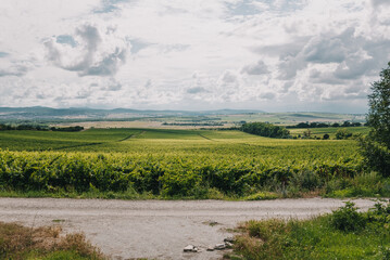 A vineyard on a summer day, and clouds in the background. Vines in rows on the hills. Green...