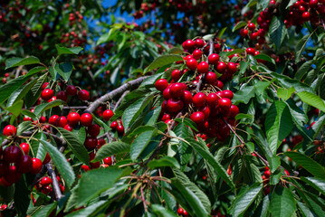 Red ripe cherries on a tree. Cherry garden. Cherry tree
