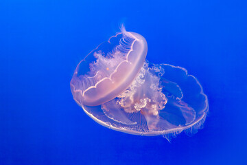 transparent jelly fish in the blue sea