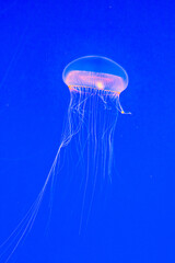  jelly fish in the deep dark blue sea