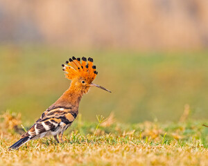 A Hoopoe