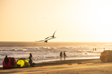 Seagull flying on the beach in a beautiful sunset.