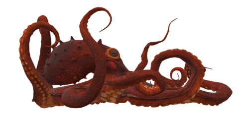 Octopus isolated on a Transparent Background