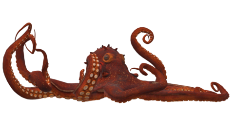 Octopus isolated on a Transparent Background