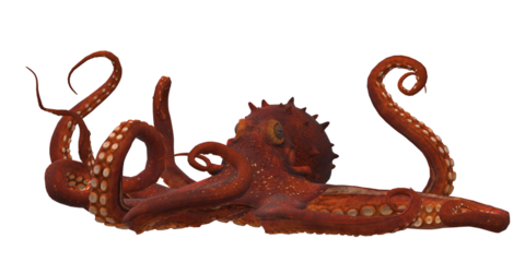 Octopus isolated on a Transparent Background