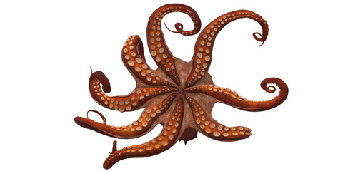 Octopus isolated on a Transparent Background