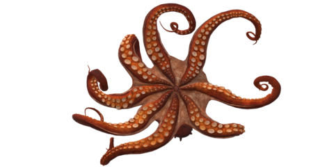 Octopus isolated on a Transparent Background