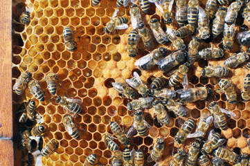 On part of the comb there are drones and worker bees