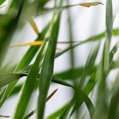 Fototapeta premium grass close up with sky