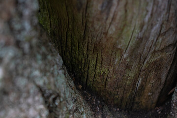 bark of a tree close up